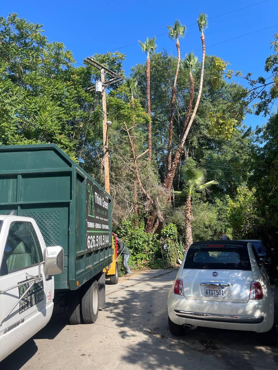 Los Angeles CA Tree Service gallery 7