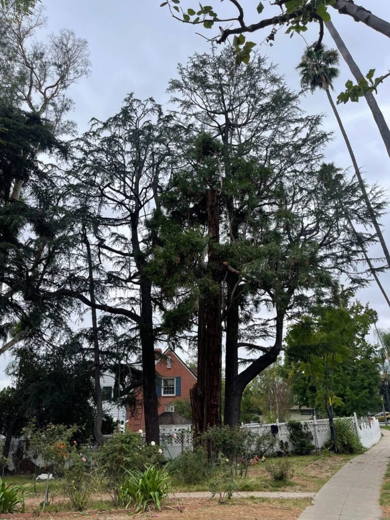 tree services los angeles ca