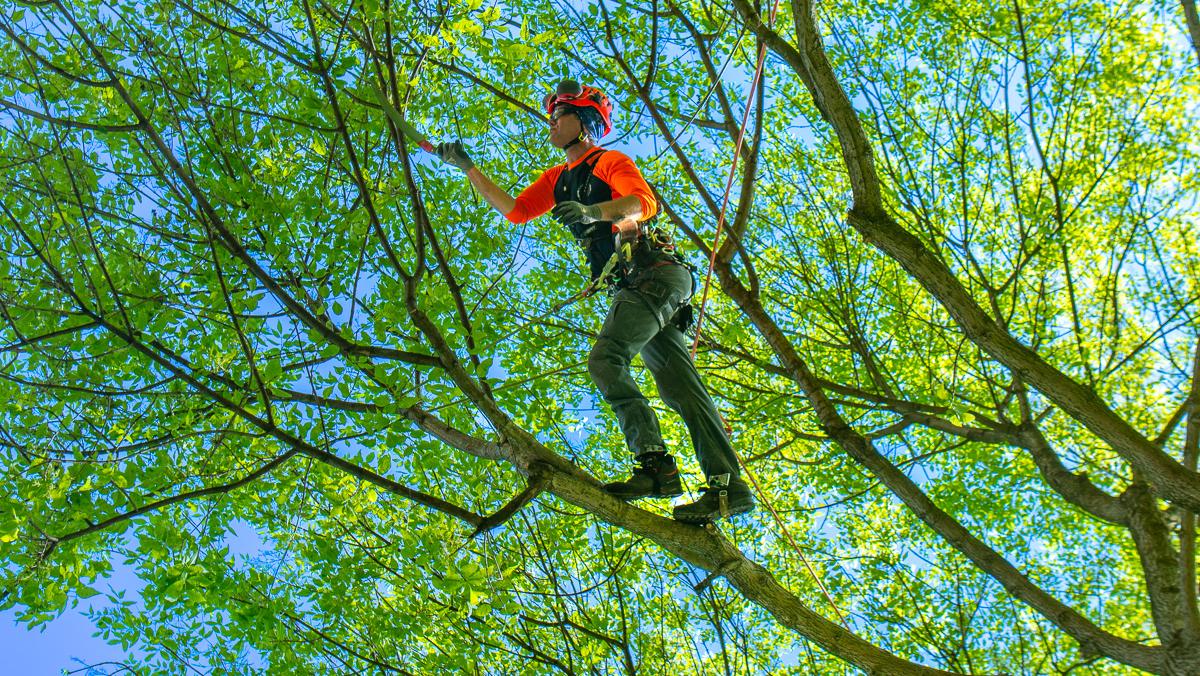 tree trimming los angeles california